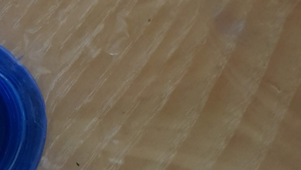 3 crevettes adultes mortes lendemain chgt eau& netoy filtre