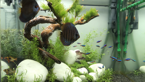 Ré amenagement total du bac