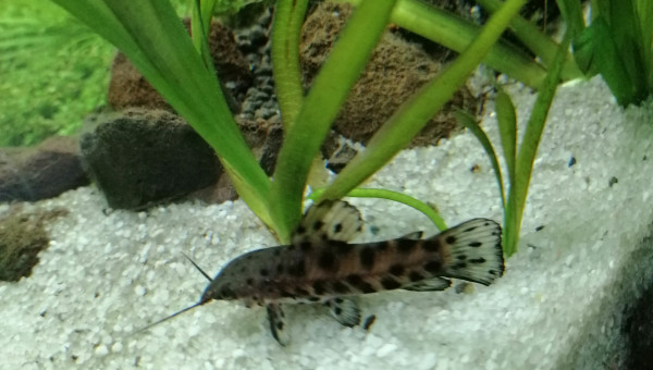 Hoplosternum thoracatum