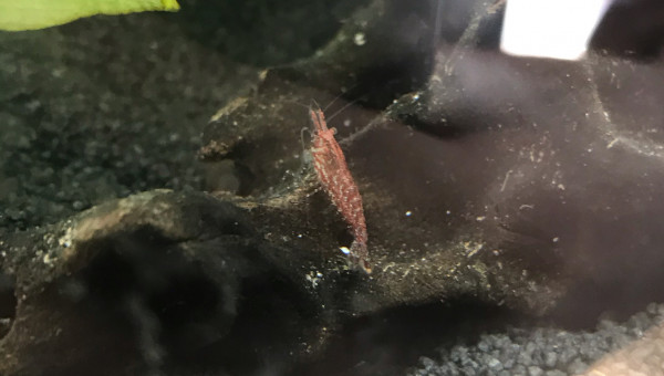 Crevettes Red Cherry