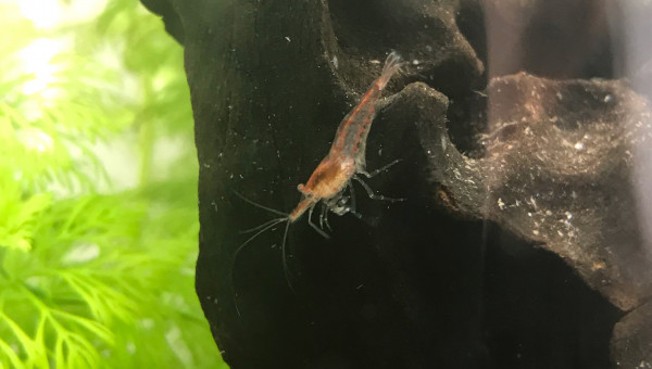 Crevettes Red Cherry