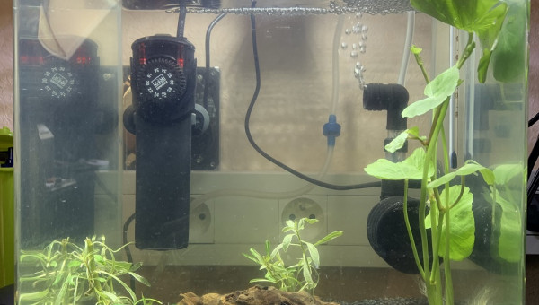 Mon 20 Litres pour Betta Splendens