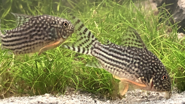 Corydoras