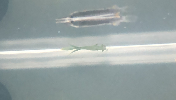 Poisson dermogenys pusilla (dermogenys pusillus)