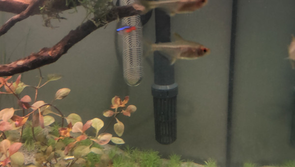 Poisson hyphessobrycon pulchripinnis (tetra citron)