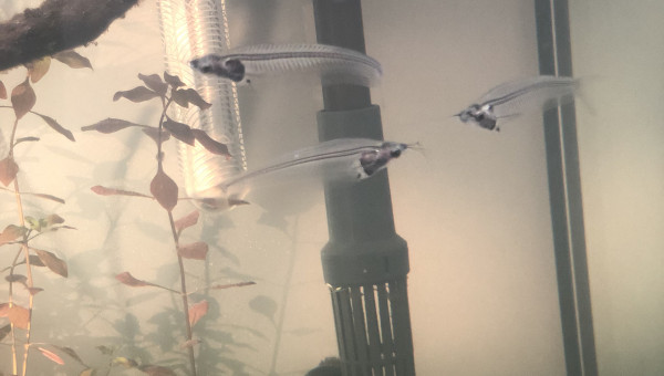 Poisson kryptopterus minor (silure de verre)