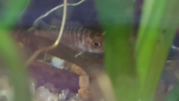 Alvin Aulonocara Baenschi