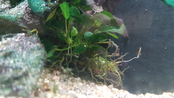 Alvin Aulonocara Baenschi