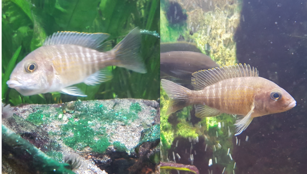 Femelle aulonocara Baenschi pendant et après l'incubation buccale