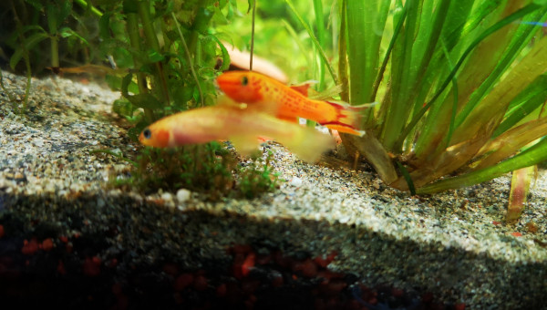 Nouveaux poissons couple Killies Cap Lopez