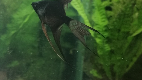 Pterophyllum scalare