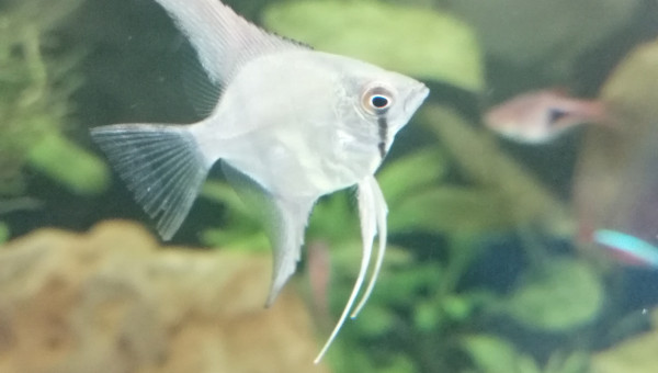 Pterophyllum scalare
