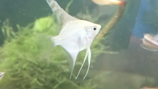 Pterophyllum scalare