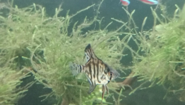 Pterophyllum scalare