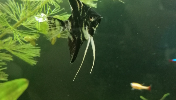 Pterophyllum scalare