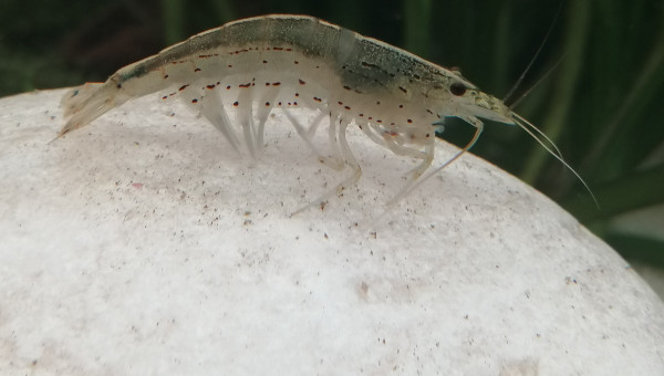 Caridina multidentata