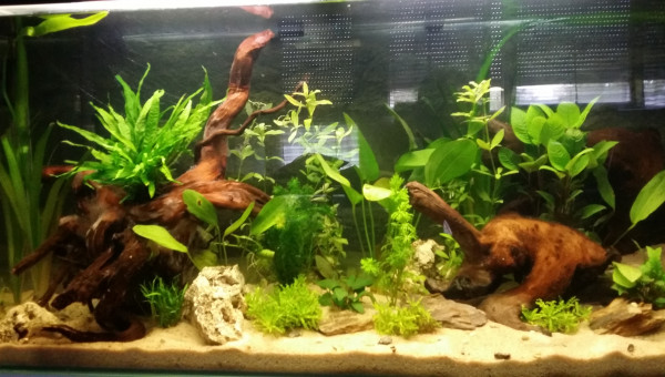 J+12 avec nouvelle plantation