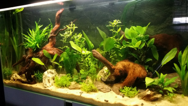 J+12 avec nouvelle plantation