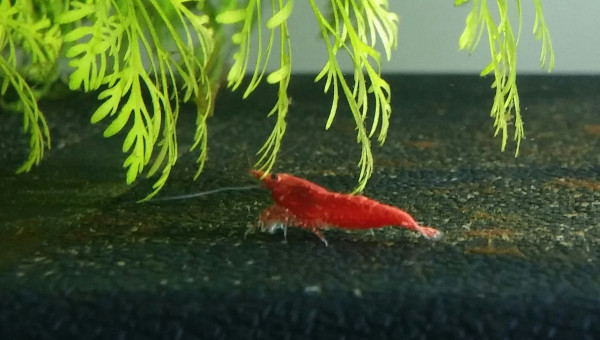 4 P'tites crevettes dans le 120 L