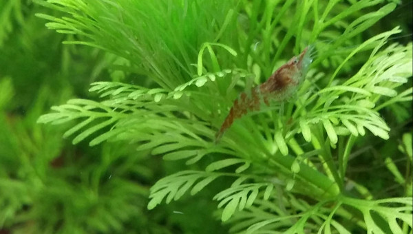 Une des p'tites crevettes