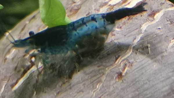 Blue Velvet grainée