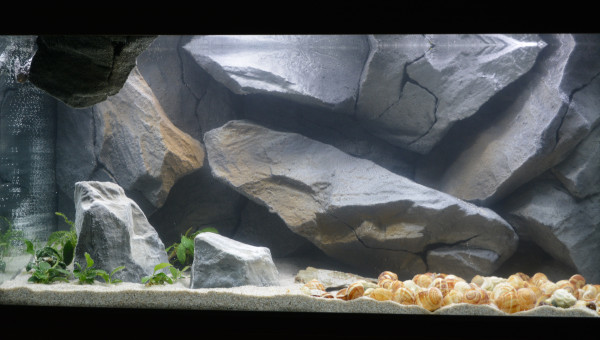 Mise en eau et plantes