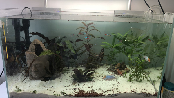 Nouvelles plantations