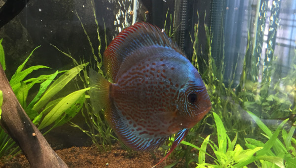 Mon nouveau BLUE SNAKSKIN LÉOPARD