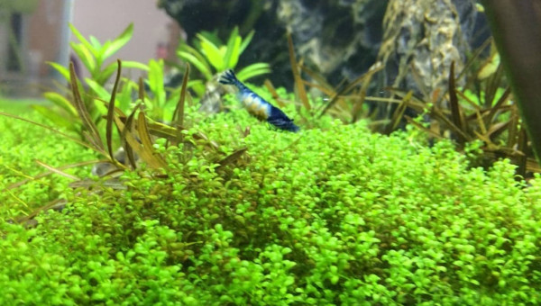 Blue velvet grainée !