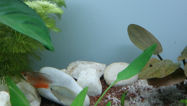 2 p'tits nouveaux dans l'aqua