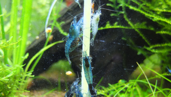 Repas "Italien" en famille