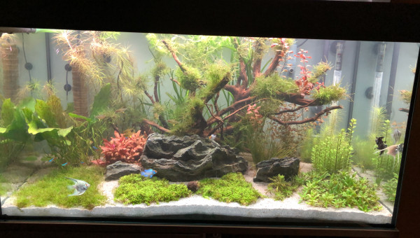 Evolution de l’aquarium