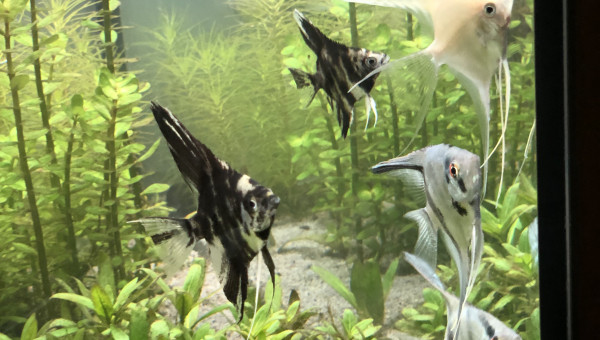 Arrivée des scalaires