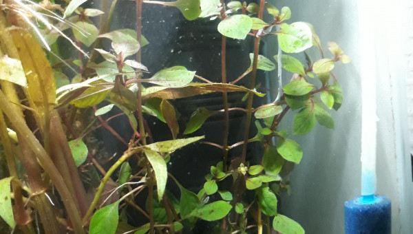 Ludwigia spec. Super red