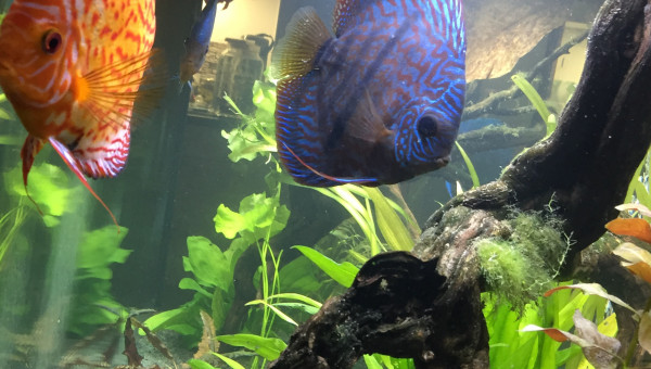 9 août 2018 après changement’ sable