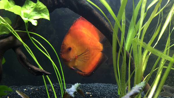 9 août 2018 après changement’ sable