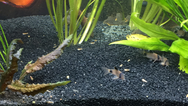 9 août 2018 après changement’ sable