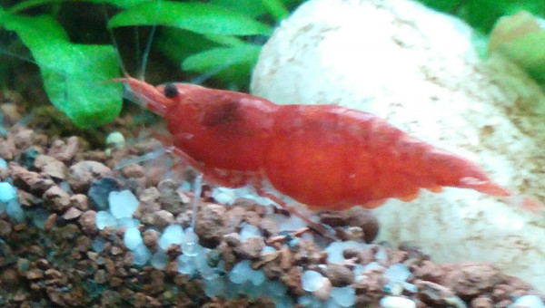 Ma p'tite chouchoute :-)