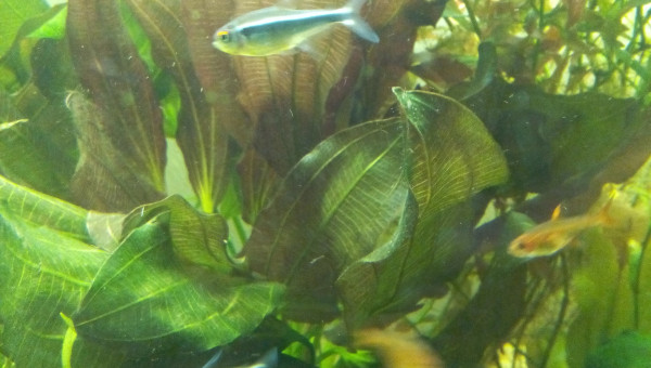 Echinodorus Osiris Double Rouge