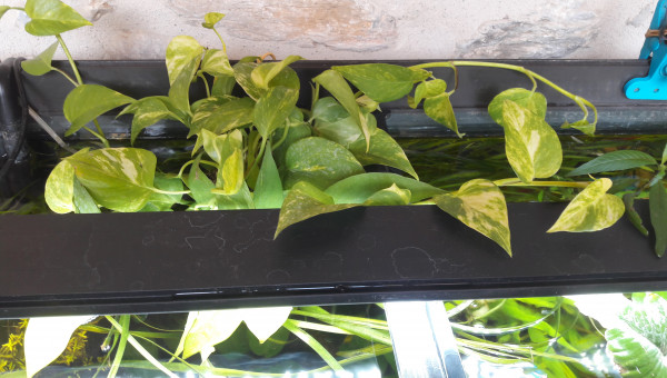 Ajout de Pothos dans un pot transparent.