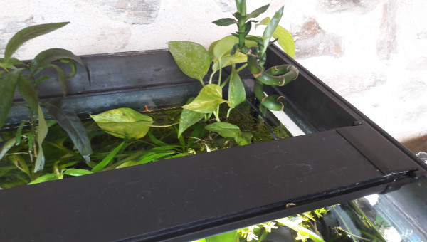 Ajout de 2 tiges de Pothos, directe dans le bac et un Lucky Bambou