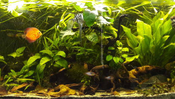 Bac Scalaire et Discus NEW