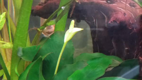 J'ai même le droit à la floraison :p