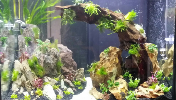 Nouveau bac en eau typé "AquasScape"