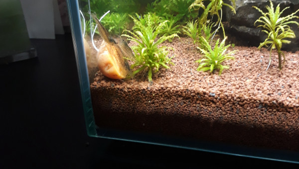 AHHHhhh les carottes il n'y a rien de tel