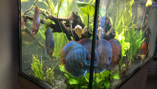 Nouveaux Discus PIWORASKI