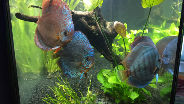 Nouveaux Discus PIWORASKI