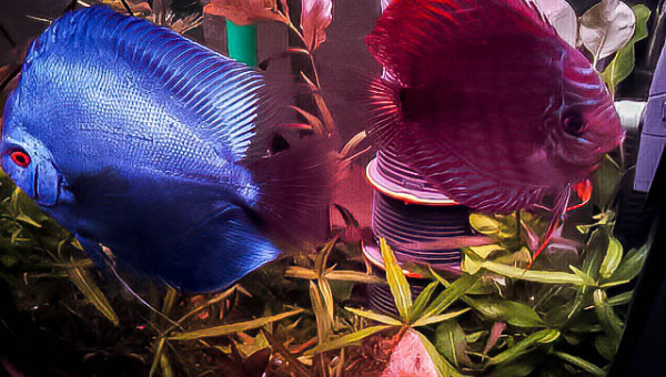 ça pousse à mort...le sol est entièrement recouvert.