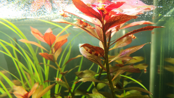 Crystal red grainées