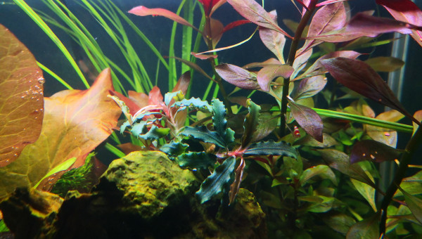 Bucephalandra biblis